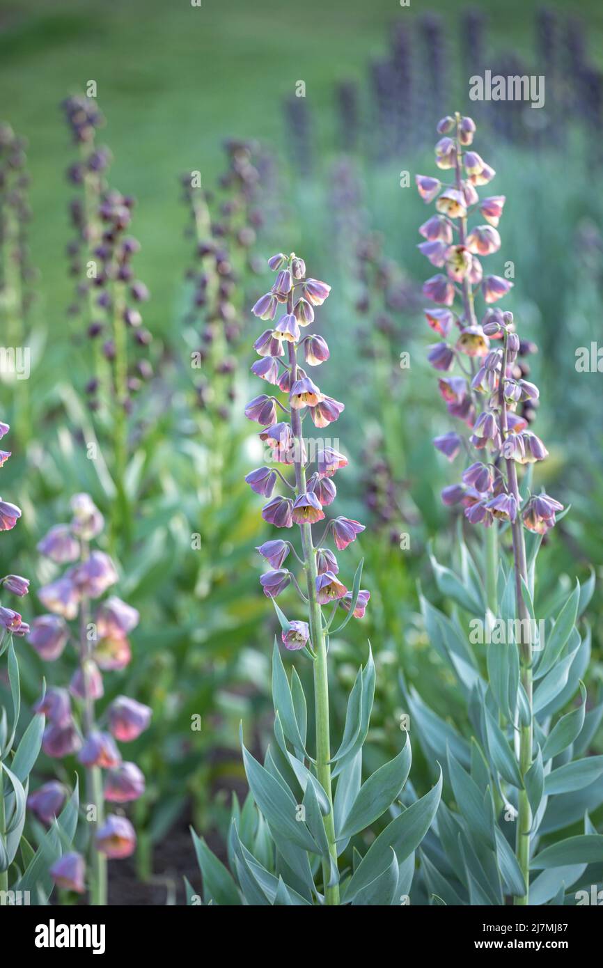 Fritillaria persica 'Magic Bells' Stock Photo