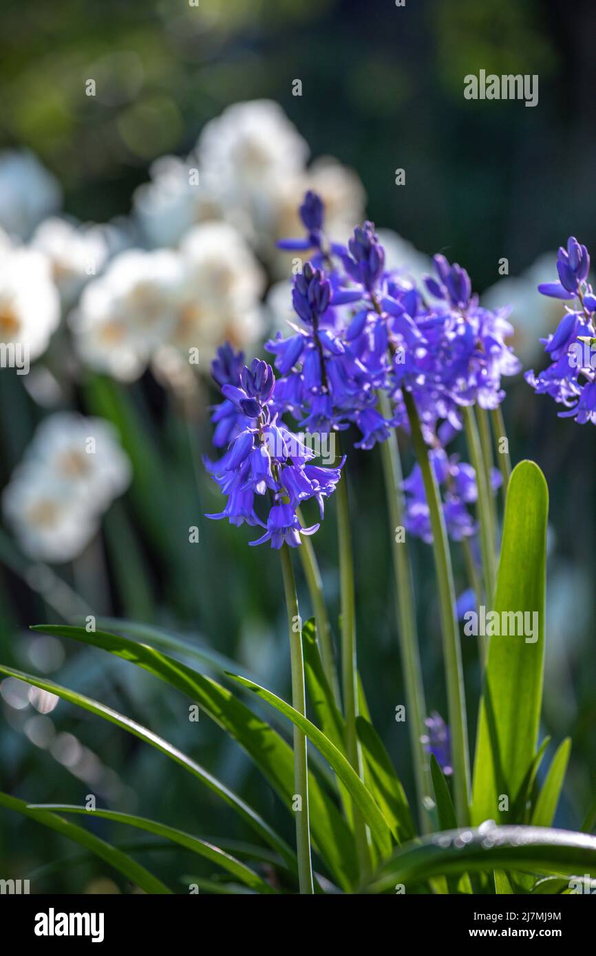 Hyacinthoides hispanica with Narcissus 'Sir Winston Churchill' in background Stock Photo