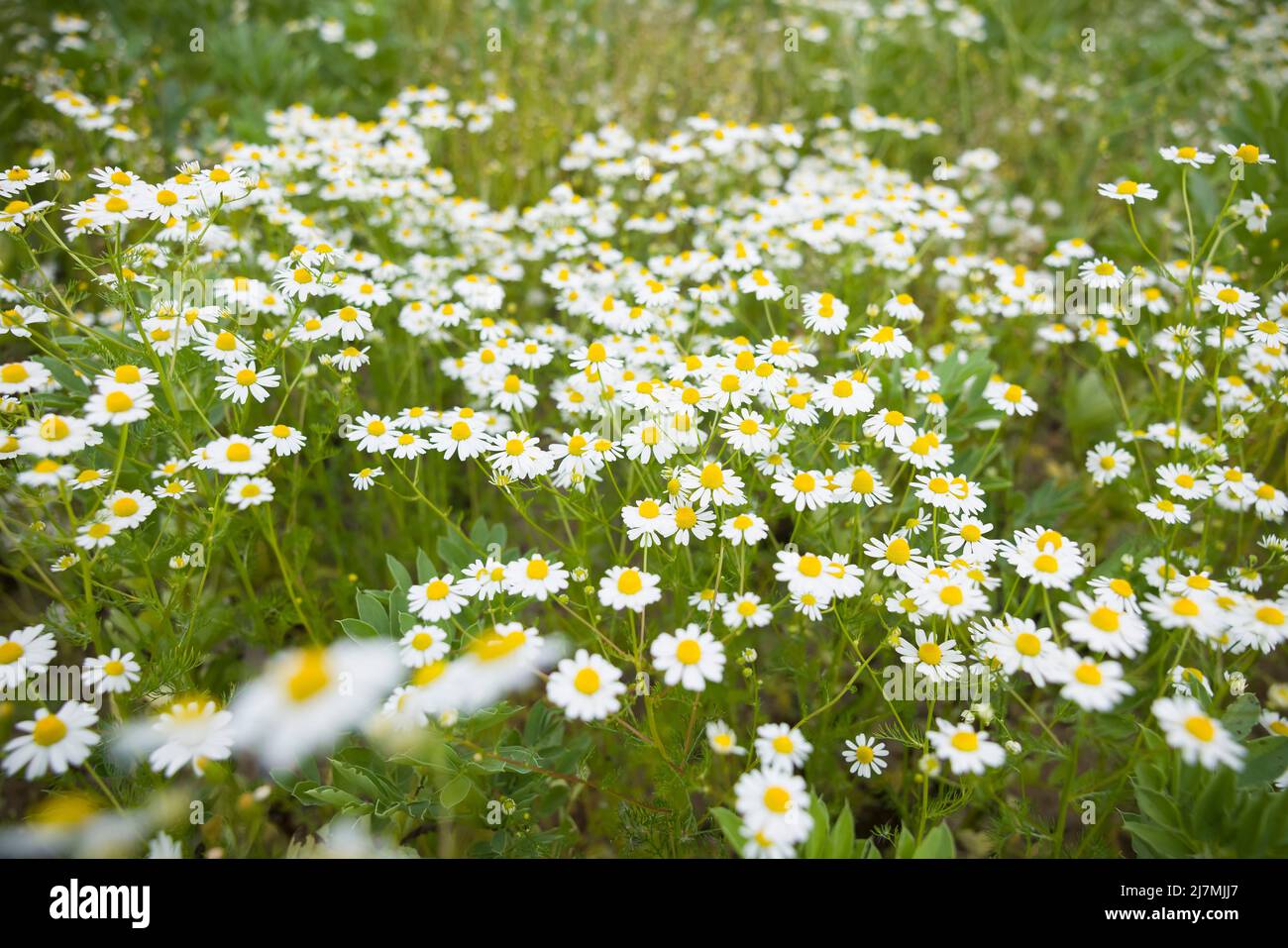 Chamomile flowers, wild plants growing in a field in UK countryside Stock Photo