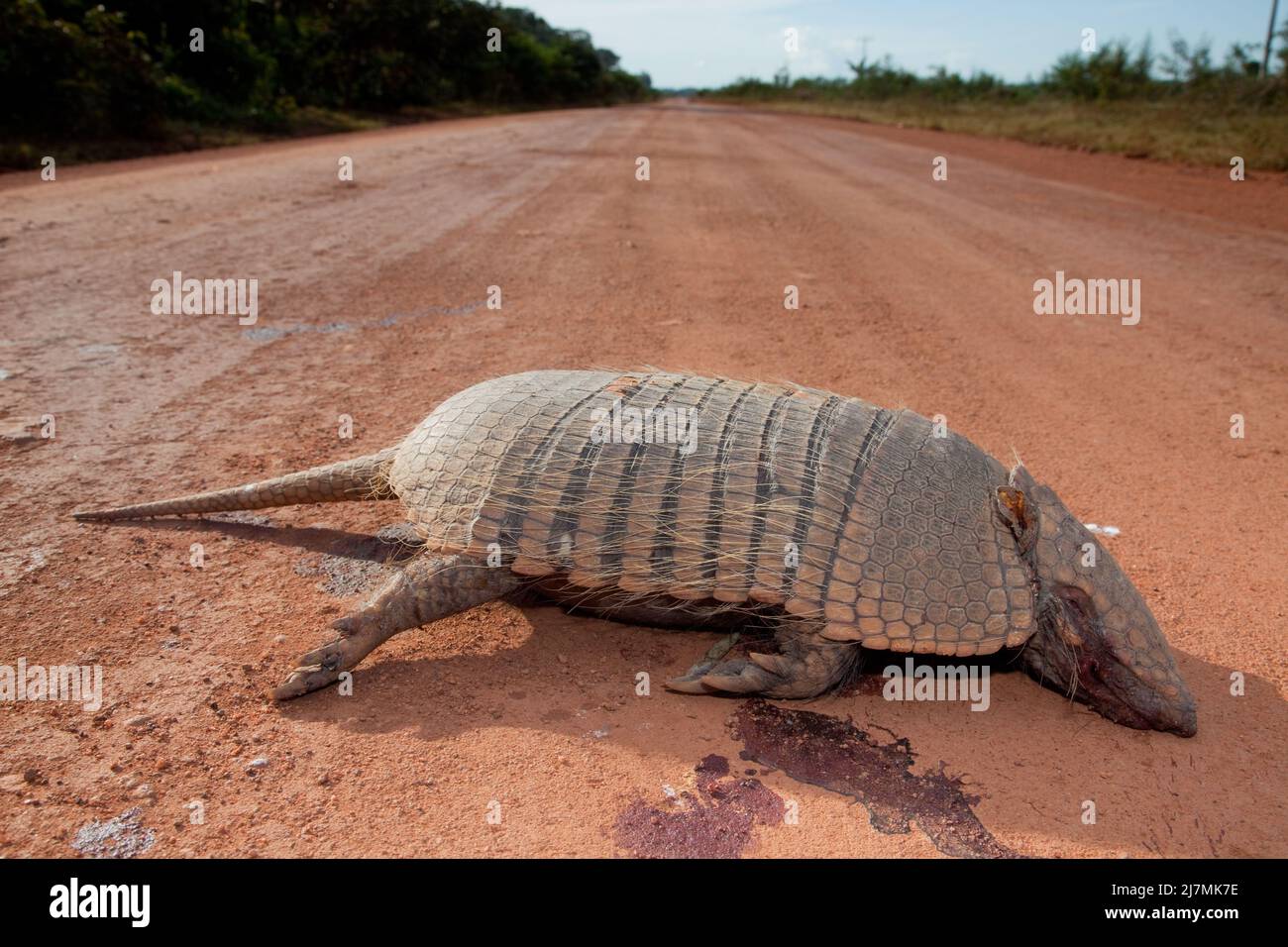 Brazil, Mato Grosso, an armadilo was hit by a truck on a dirt road in the Guapore valley near the bolivian border. Dasypodidae is a family of mostly e Stock Photo