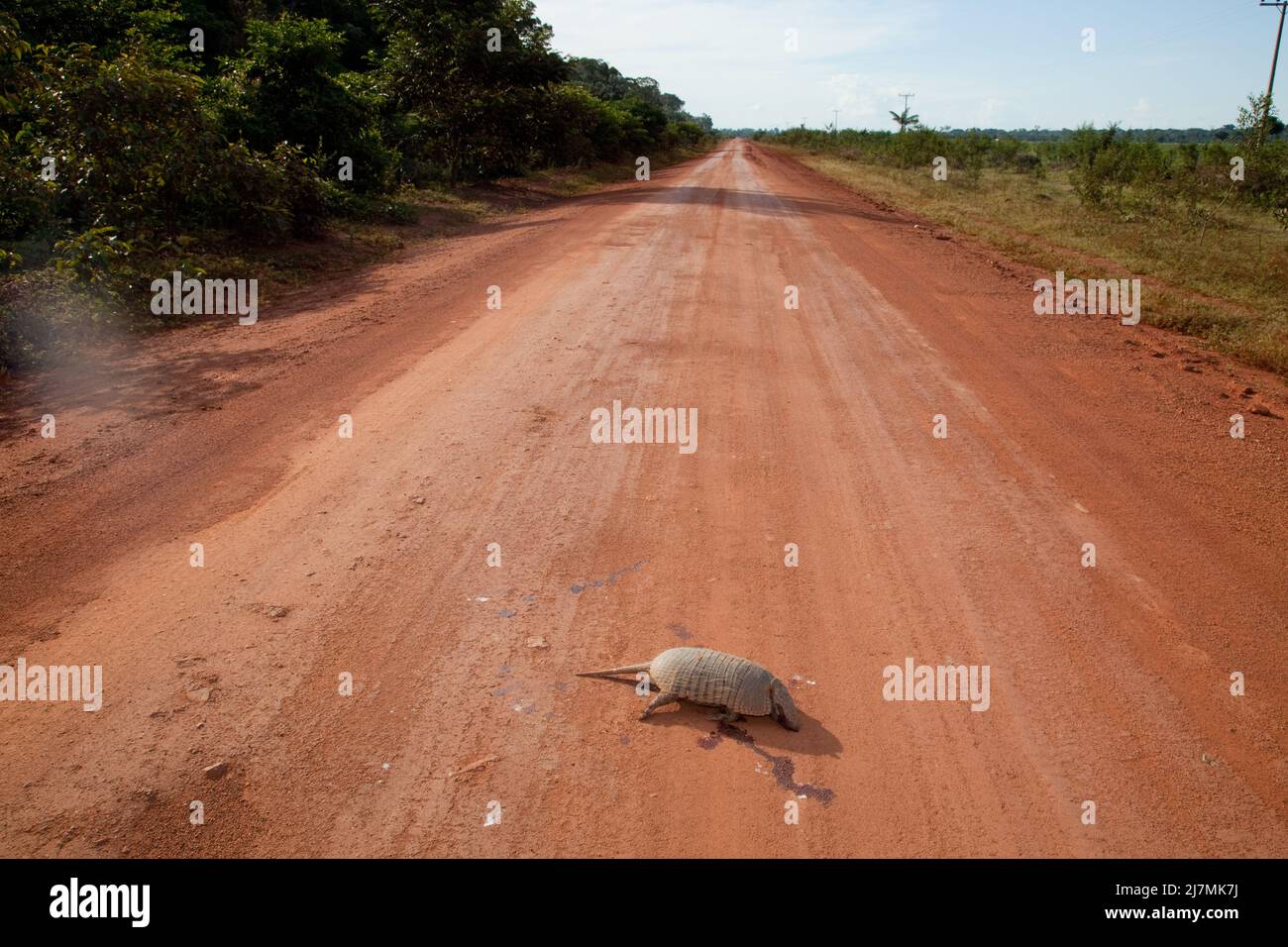 Brazil, Mato Grosso, an armadilo was hit by a truck on a dirt road in the Guapore valley near the bolivian border. Dasypodidae is a family of mostly e Stock Photo