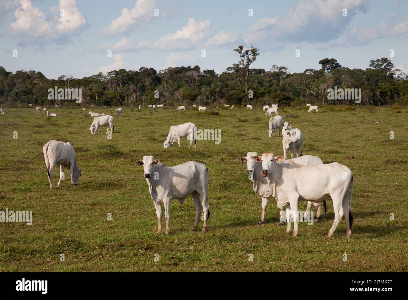 Amazone brazil hi-res stock photography and images - Alamy