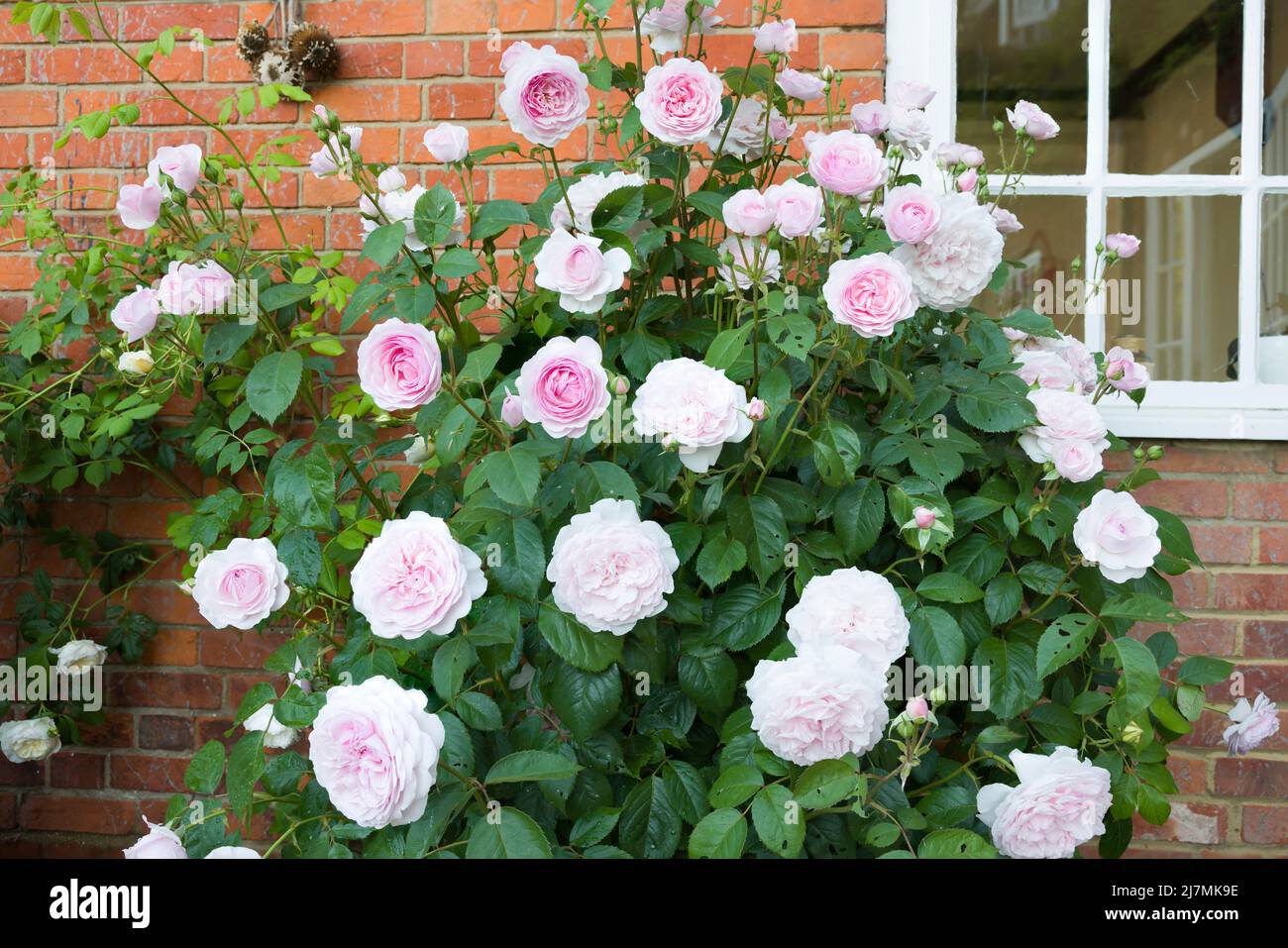 Rose bush, shrub plant with pink roses flowers growing in a UK garden Stock Photo