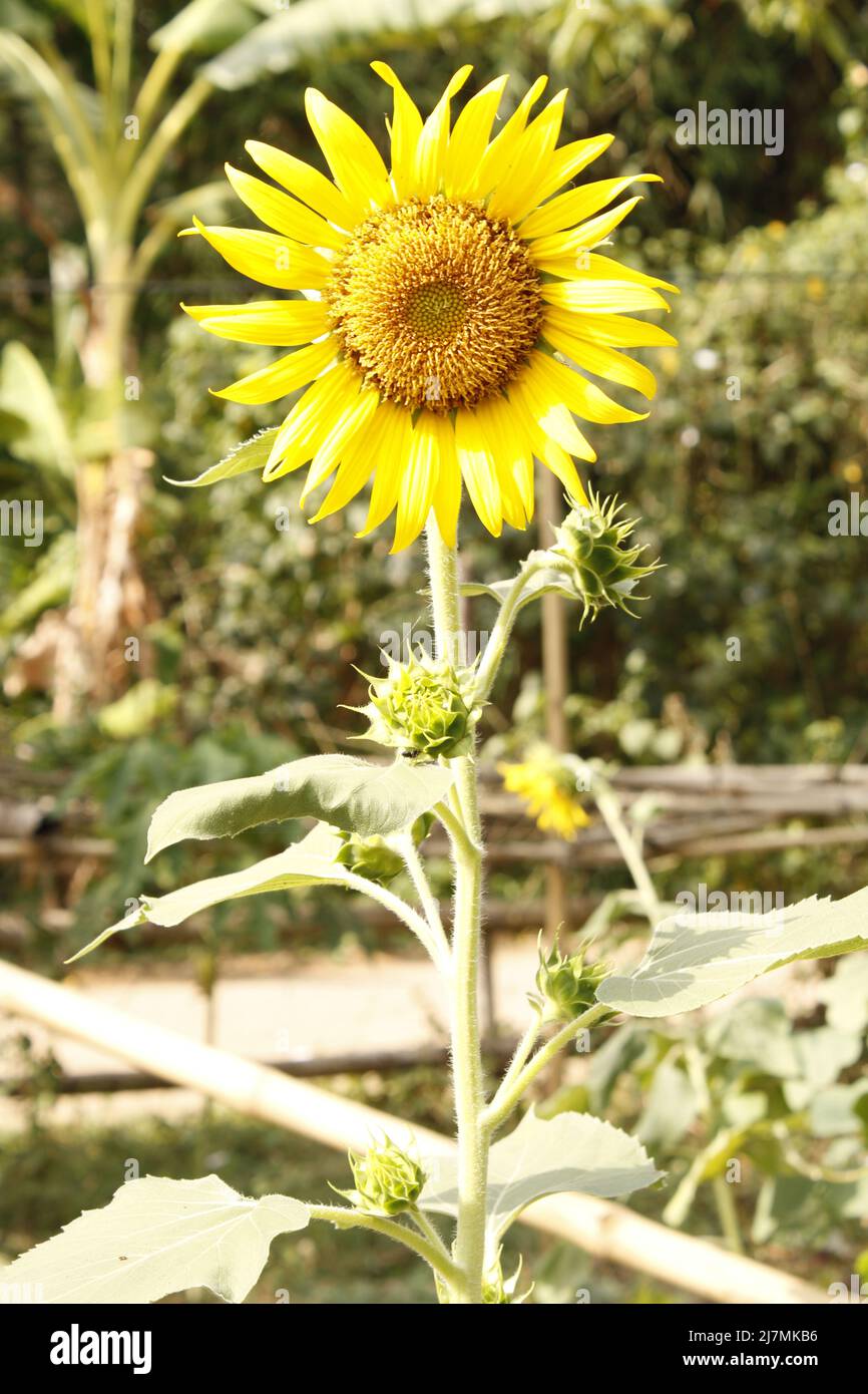 Sunflower in india Stock Photo Alamy