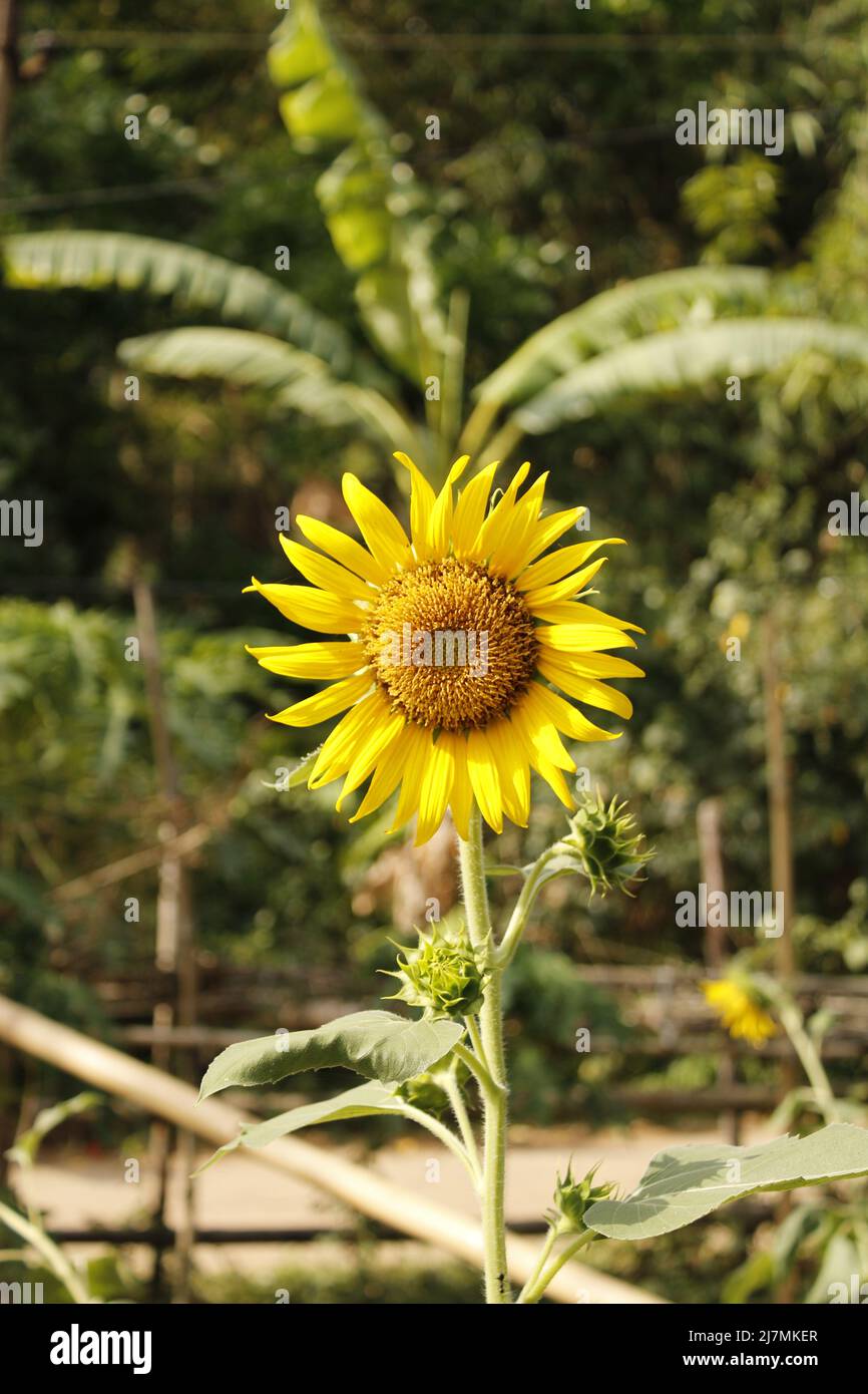 Sunflower in india Stock Photo - Alamy