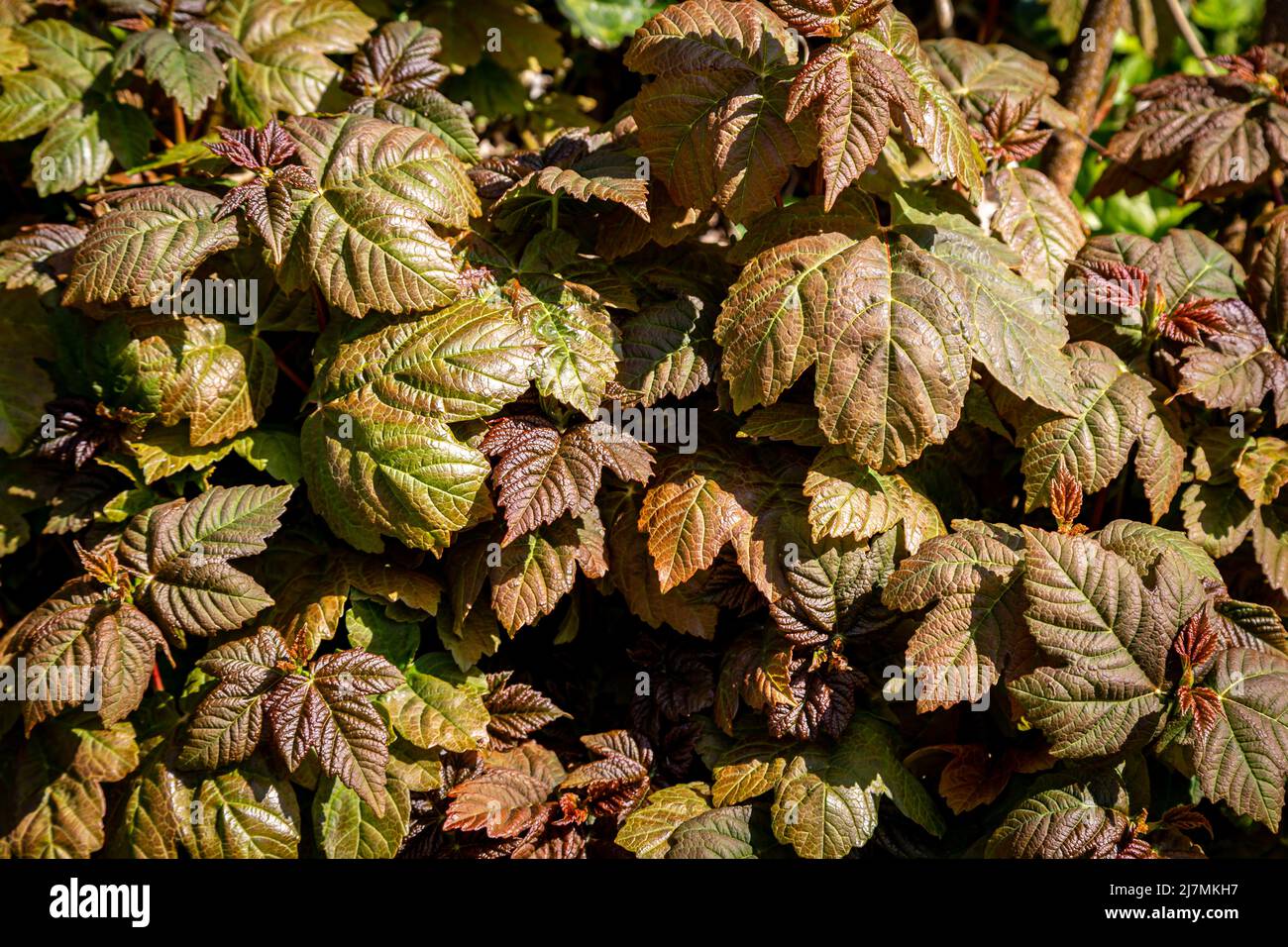 A full frame photograph of sycamore leaves on a tree in springtime Stock Photo