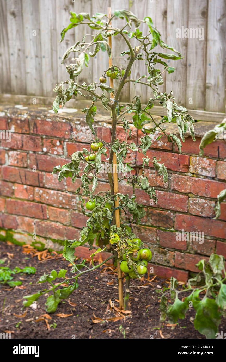 Vine tomato plant with blight disease (phytophthora infestans) growing in a UK garden Stock Photo