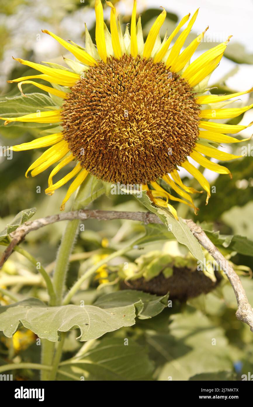 Sunflower in india Stock Photo Alamy