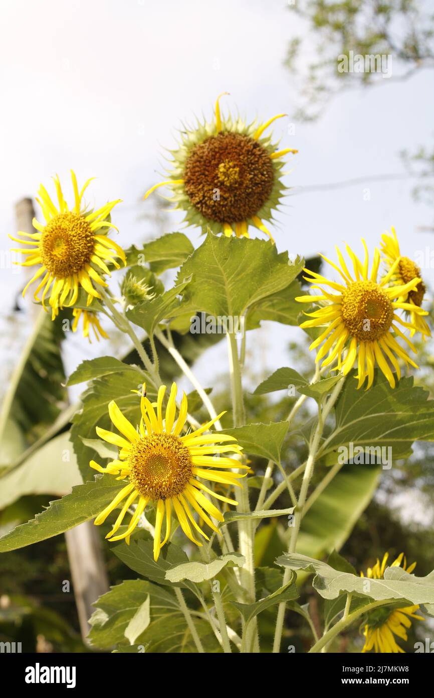 Sunflower in india Stock Photo Alamy