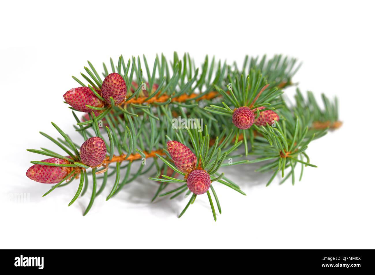 Spruce blossoms isolated against white background Stock Photo