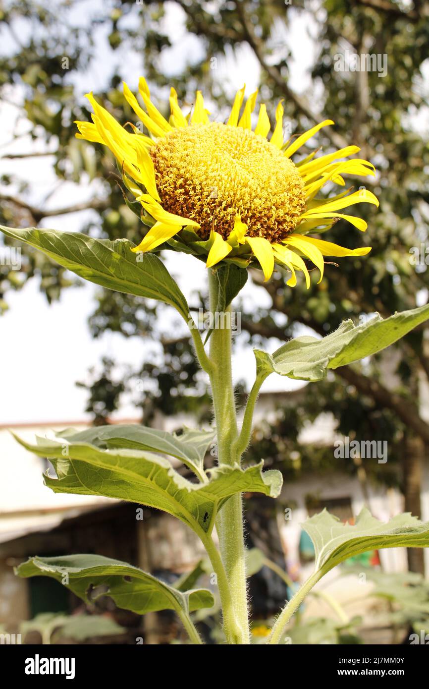 Sunflower in india Stock Photo - Alamy