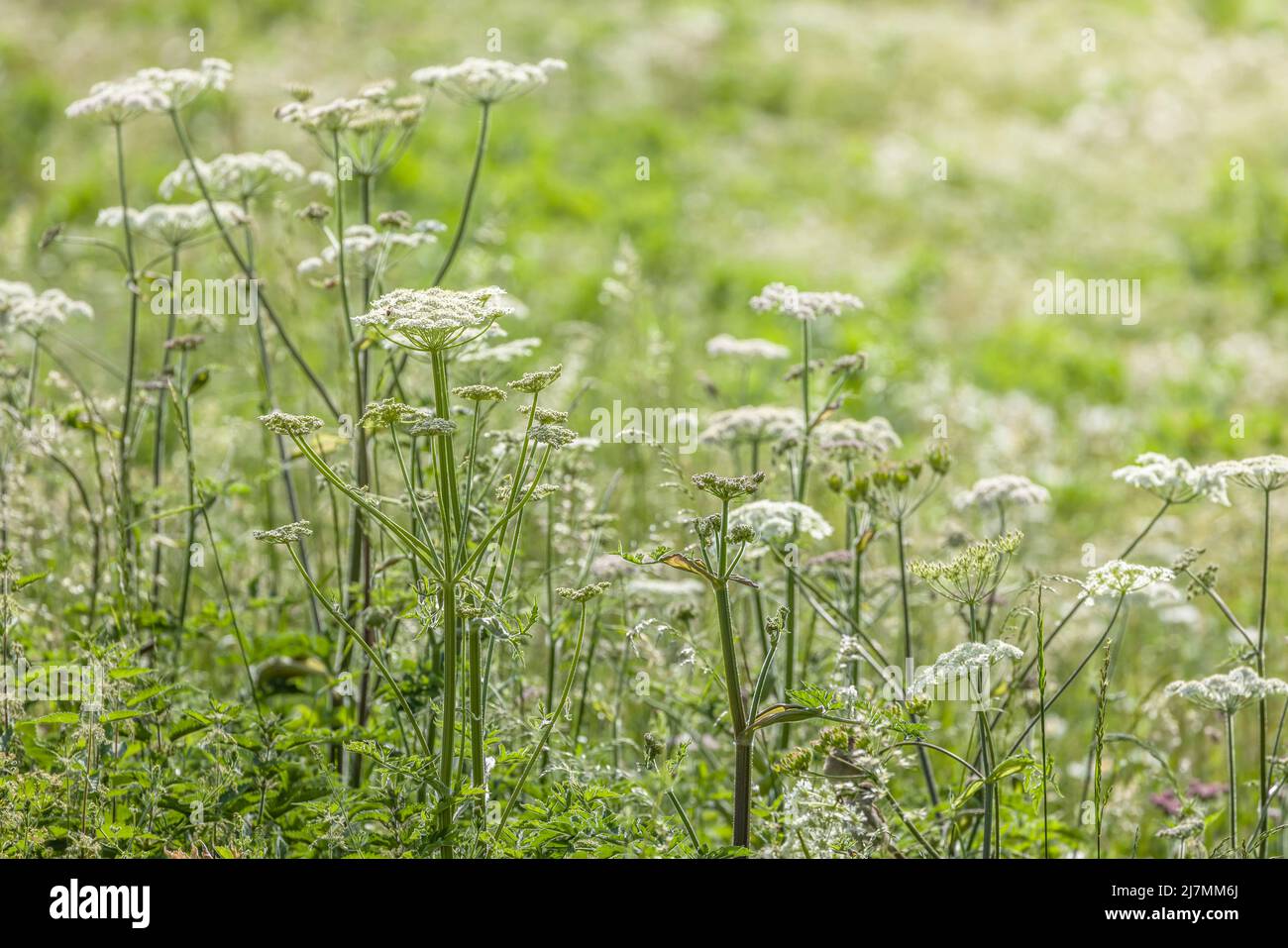 Wild flower meadow, cow parsley growing in a field of flowers, UK Stock Photo