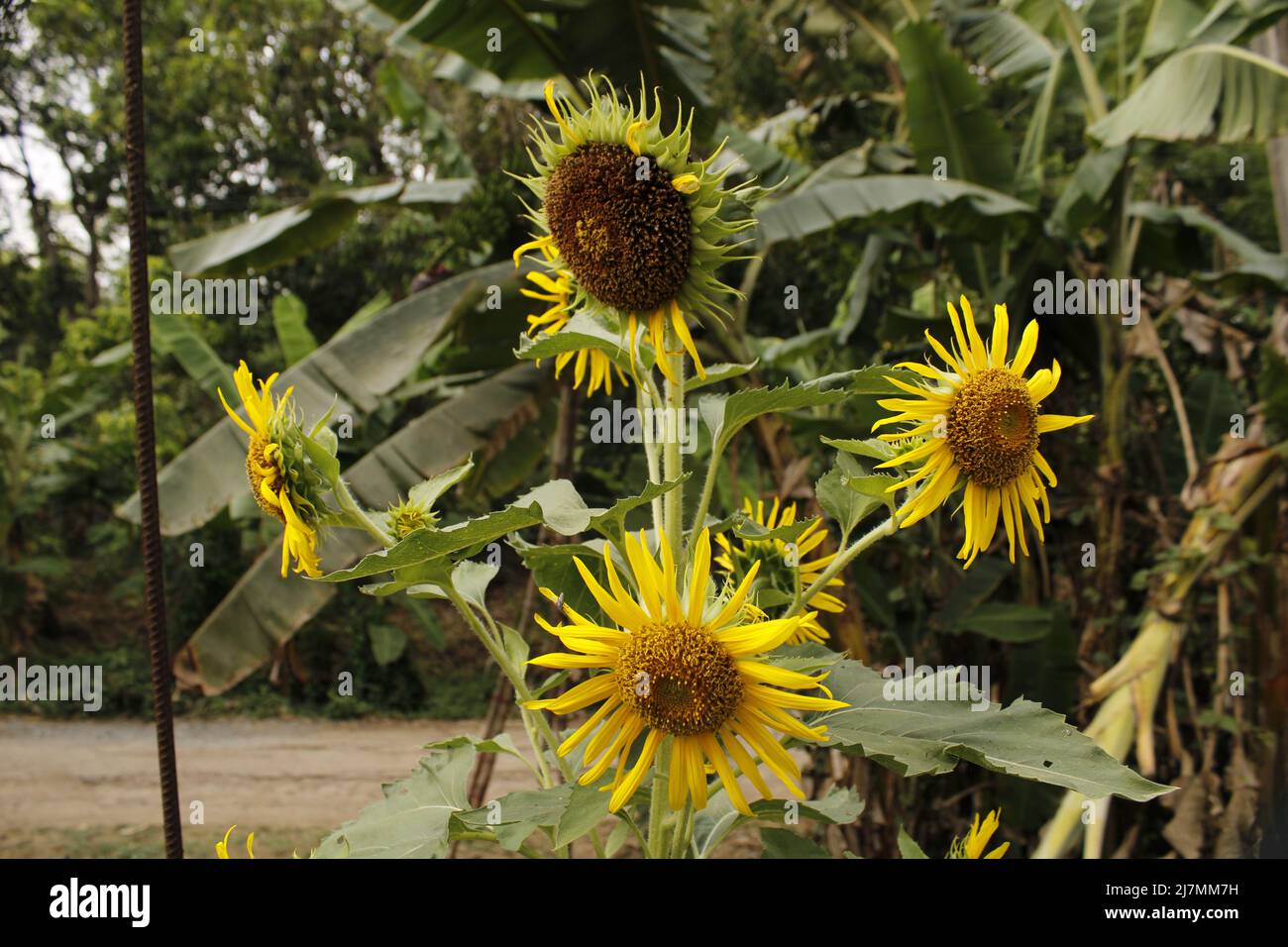 Sunflower in india Stock Photo Alamy