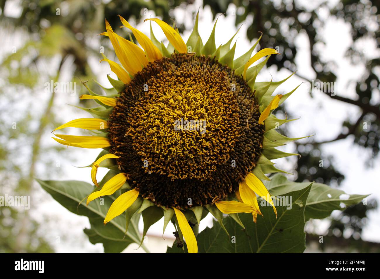 Sunflower in india Stock Photo Alamy