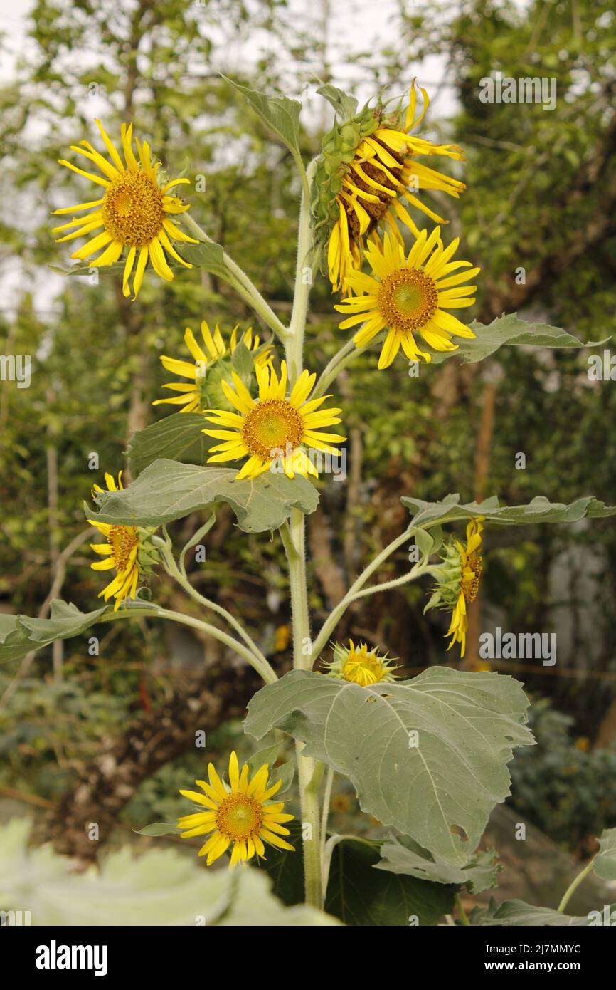Sunflower in india Stock Photo Alamy