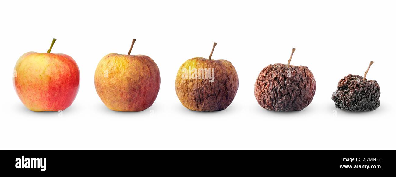 Bad Fruit: Rotten Fruits Transformed into Art Piece