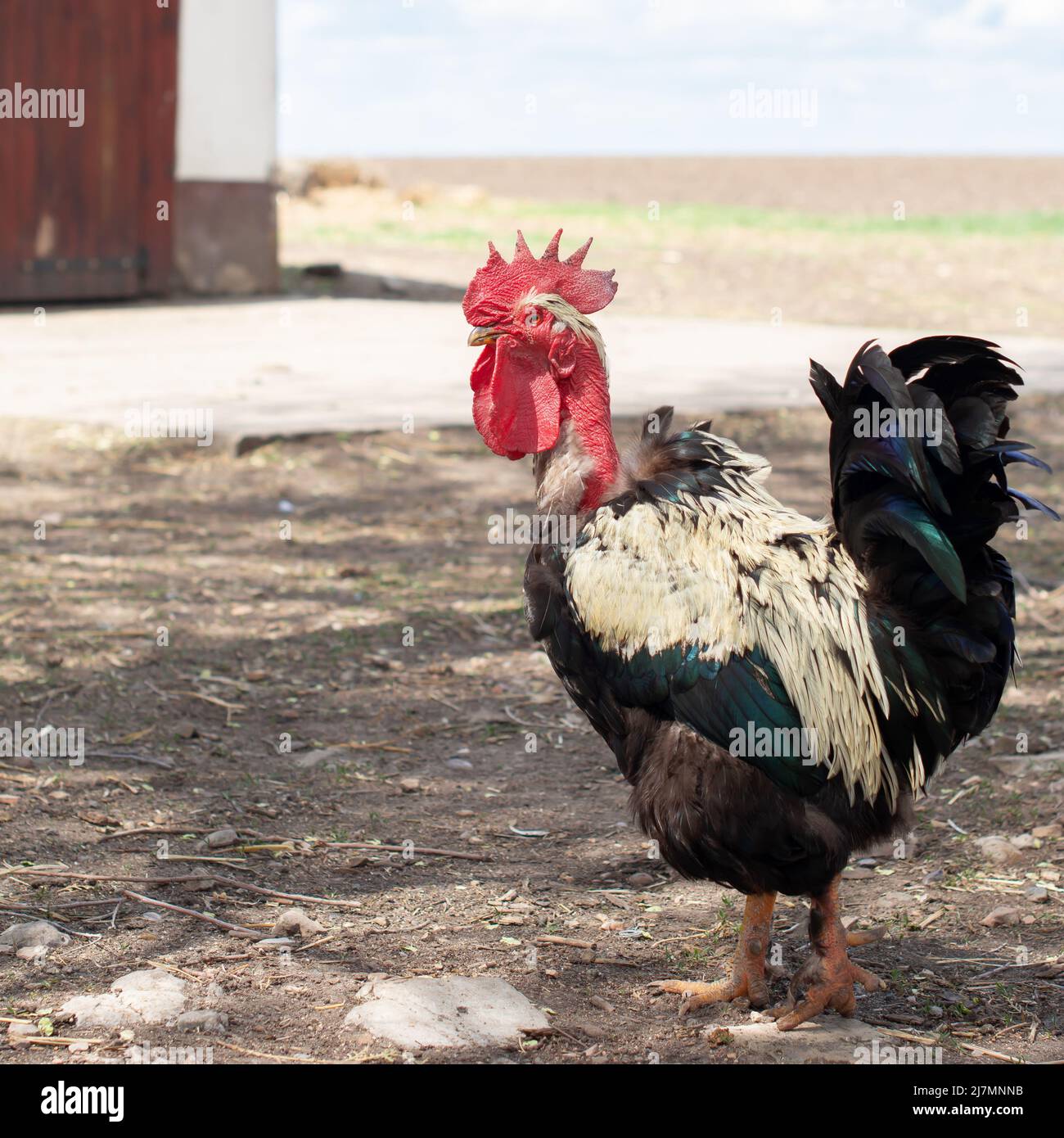 Autochthonous Banat naked neck rooster is walking through a farmyard. Stock Photo