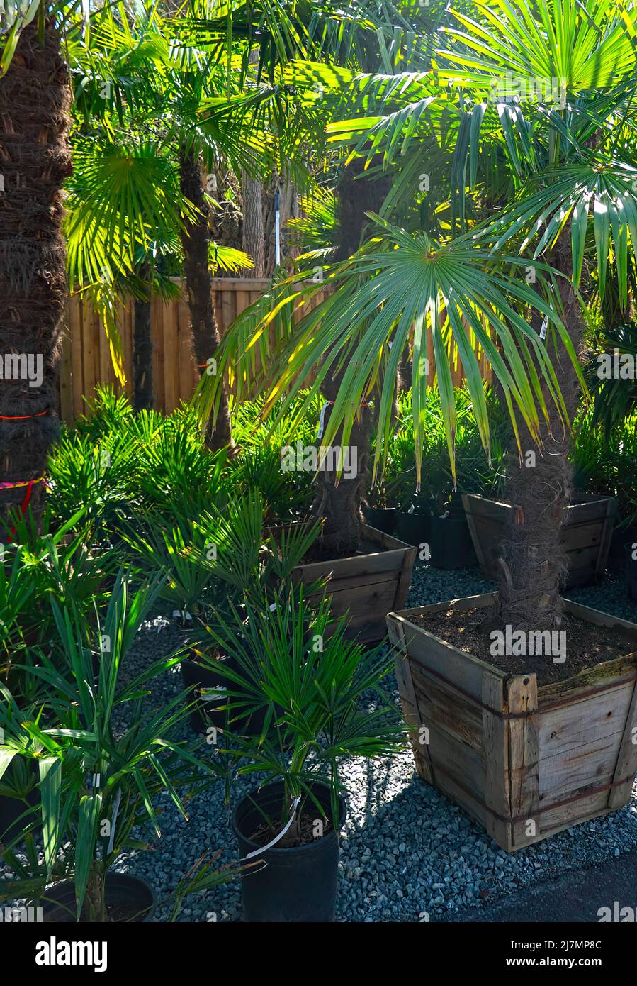 Palm trees (Arecaceae) in planters at a garden centre. Stock Photo