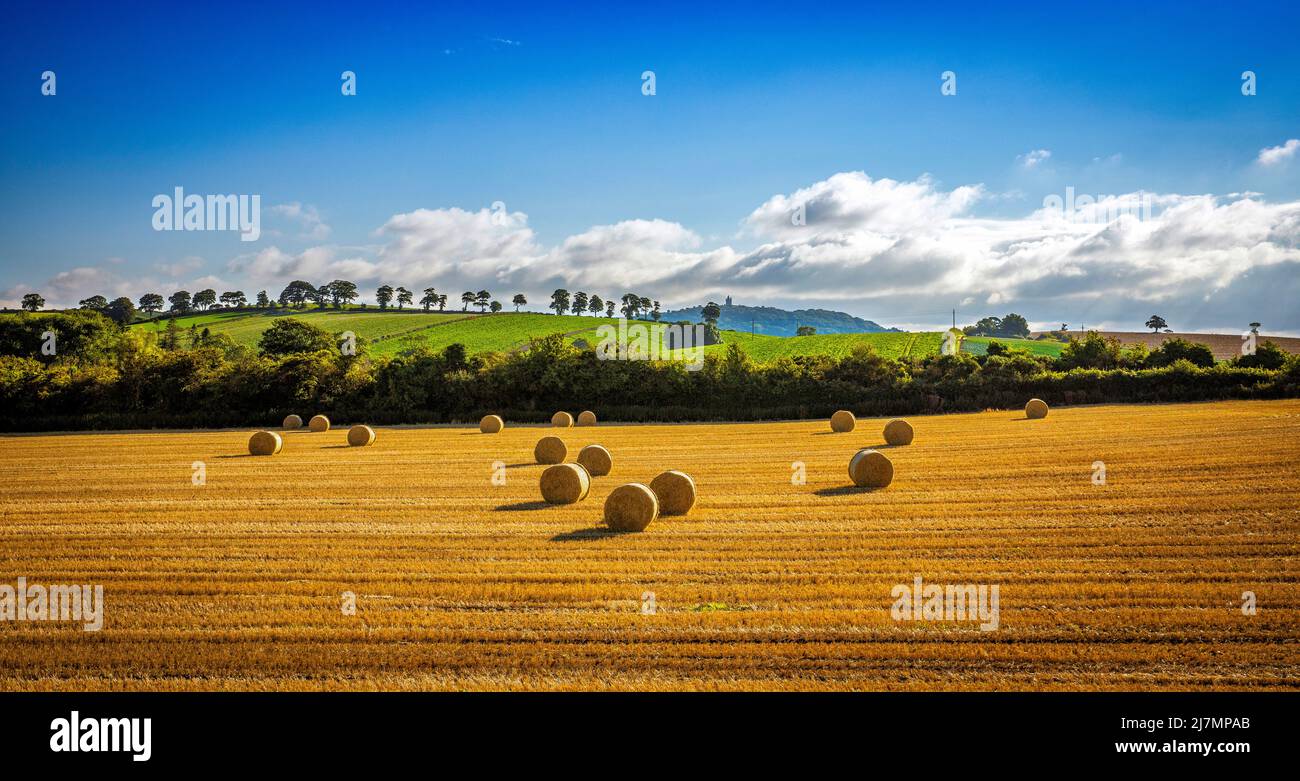Bales of hay in the agricultural landscape, Scrabo, North Down, Northern Ireland Stock Photo