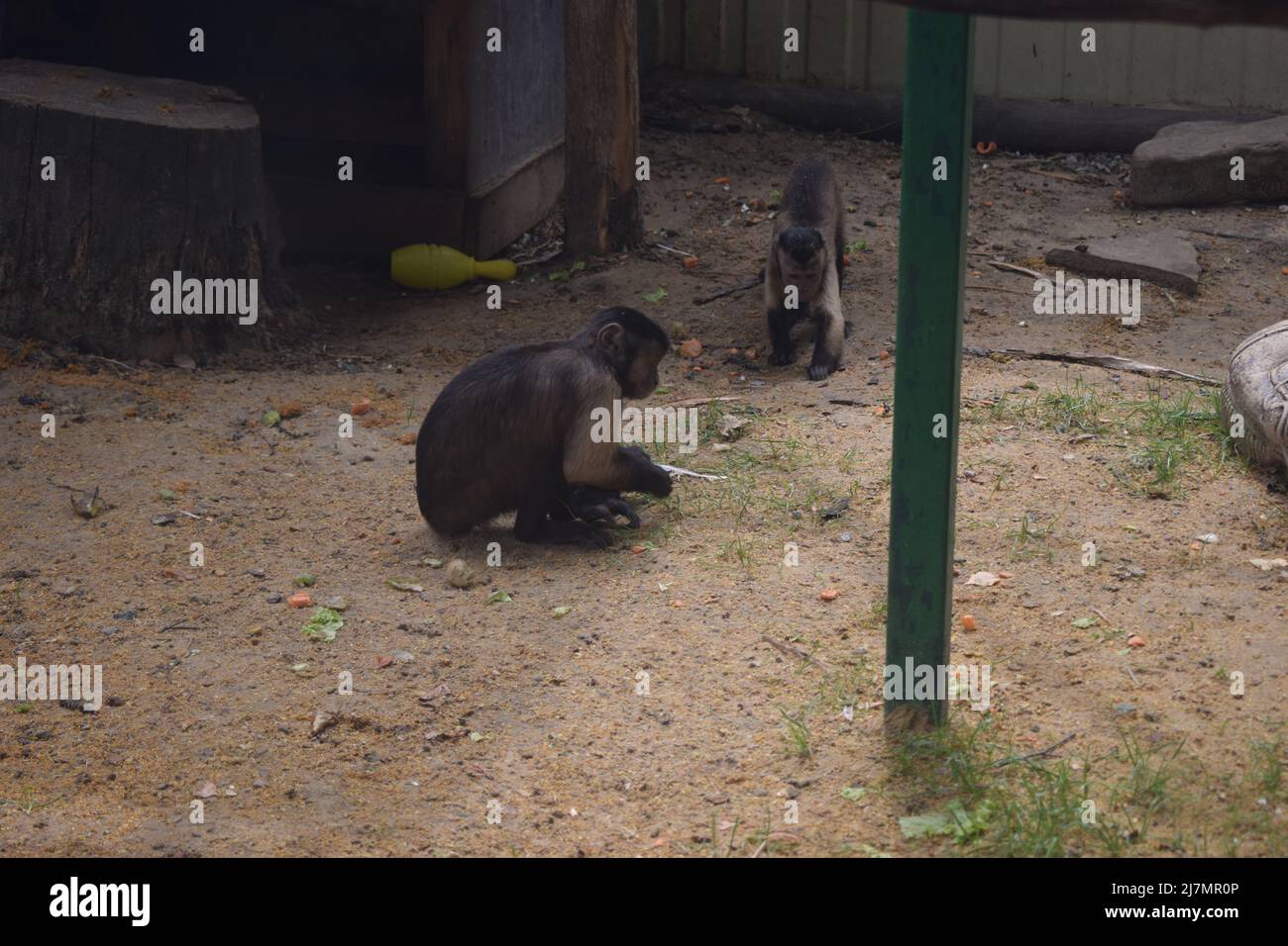 Little Capuchin Monkey. Young Sapajus apella capuchin monkey primate mammal. Tufted capuchin amazon rainforest animal. Stock Photo