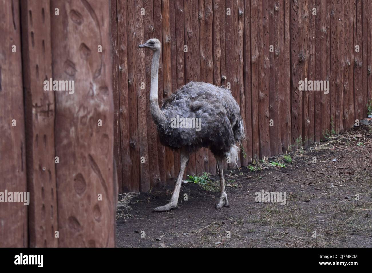 Ostrich (Struthio camelus) in a zoo environment. The African ostrich is the largest of the ratites of the earth. A family lives on the green pasture i Stock Photo