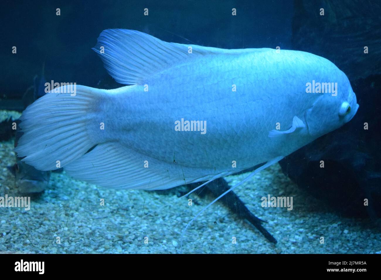 Giant gourami fish (Osphronemus goramy) in aquarium. Wildlife animal. Goramy fish floating in a planted aquarium. Stock Photo