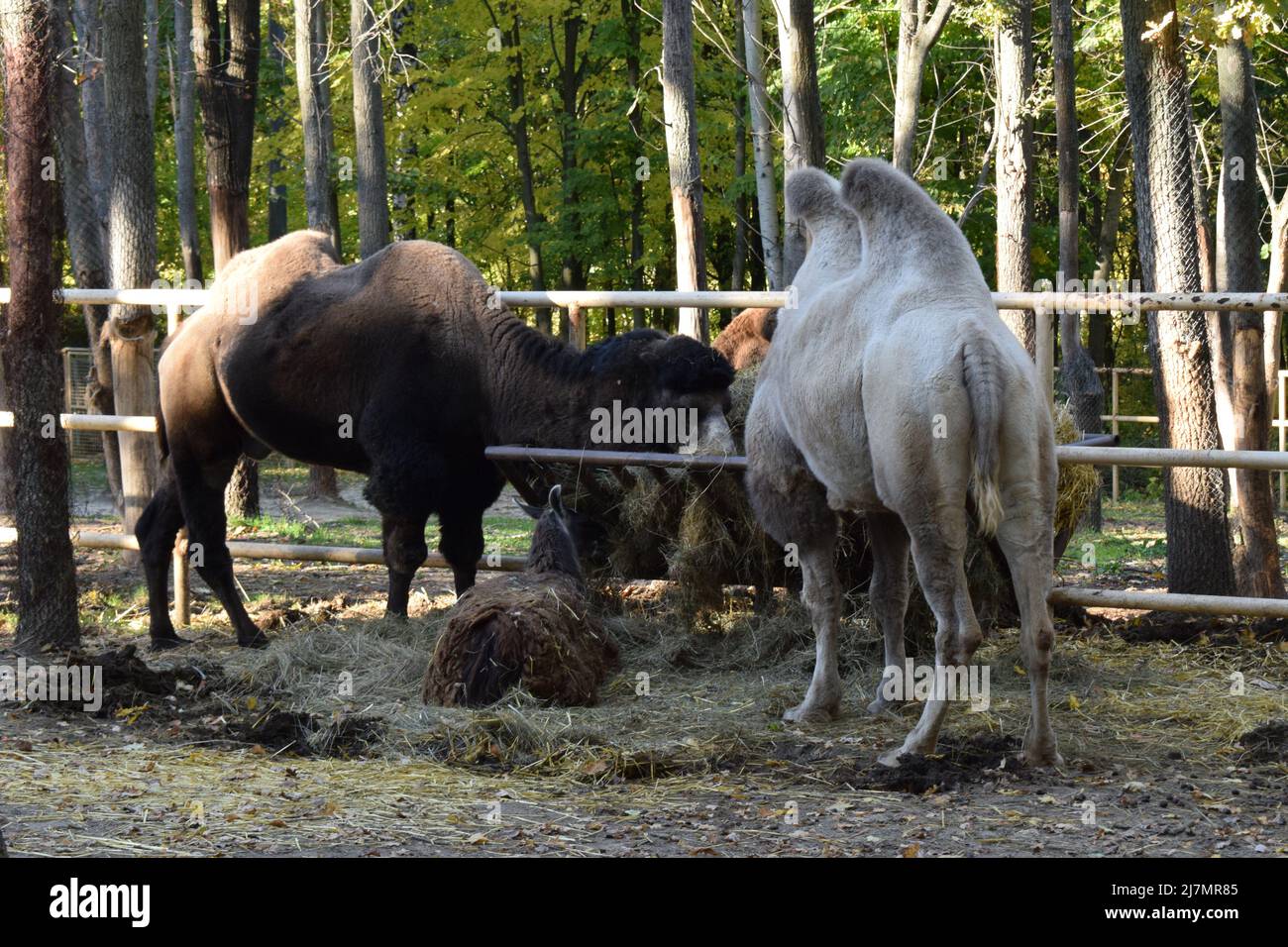 Camels feeding in a zoo Stock Photo