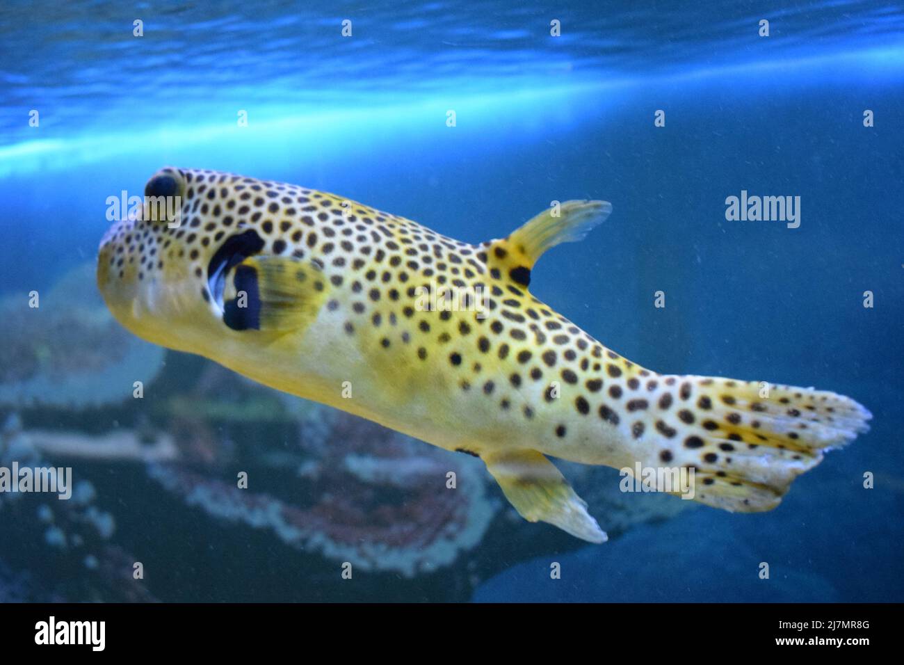 Yellow Arothron meleagris, golden puffer guineafowl puffer fish underwater. Yellow tropical fish. fugu fish. Yellow Blackspotted (or Dog Faced) (Aroth Stock Photo