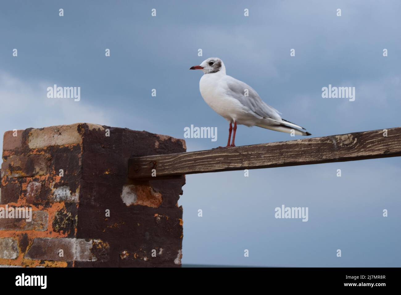 One seagull sits on a old sea pier. The European herring gull, Seagull on the beach pier railing. Close-up of seagull bird. Stock Photo