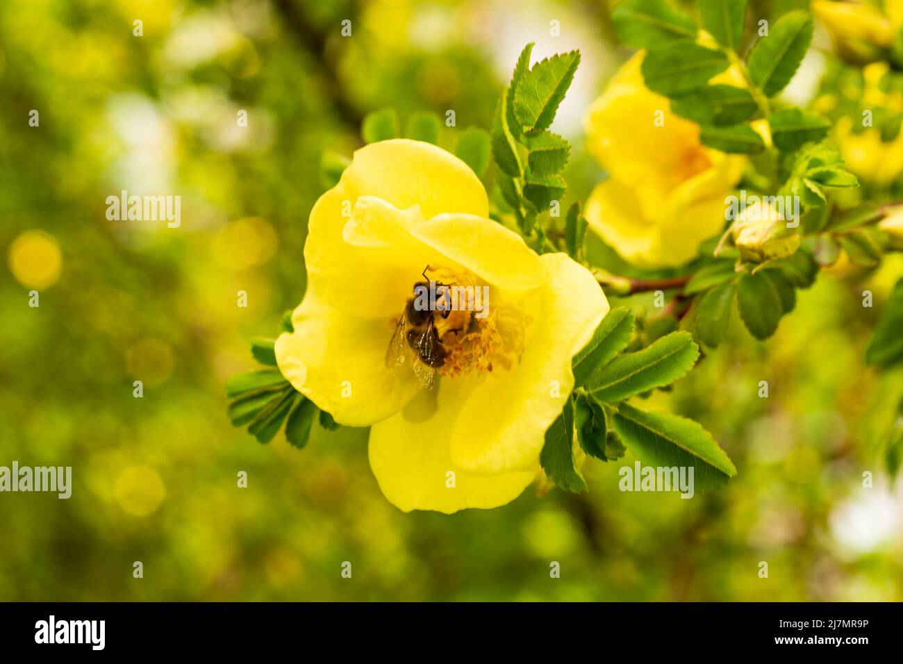 Wild rose bush hi-res stock photography and images - Alamy