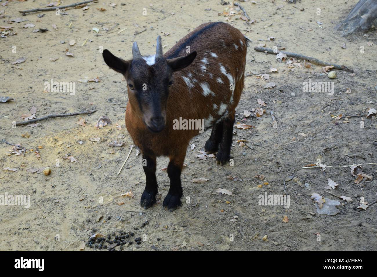 Little goat kid on the farm or contact zoo Stock Photo