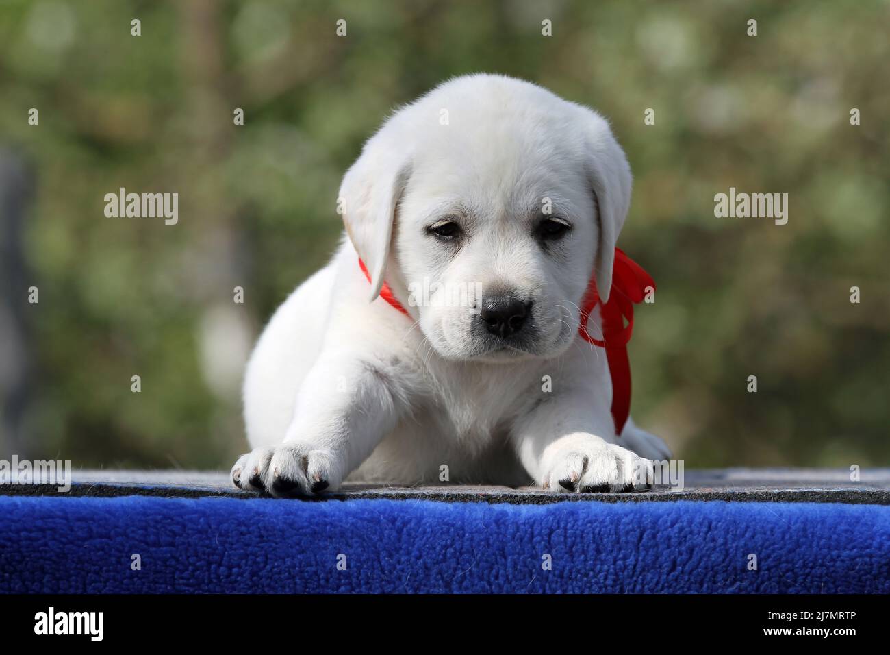 nice yellow labrador puppy on the blue background portrait Stock Photo ...