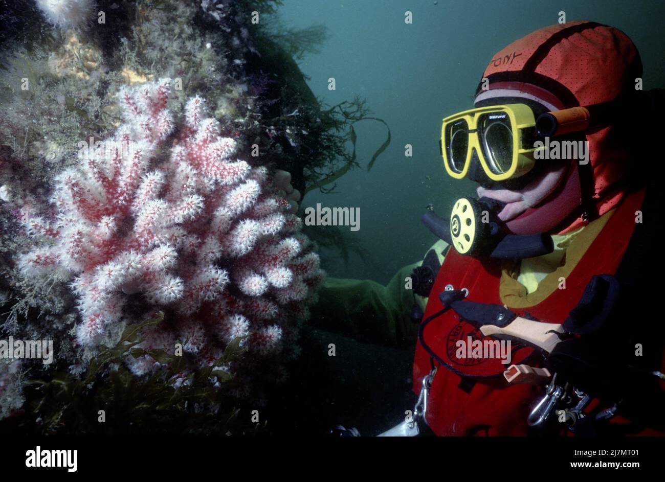 Diver underwater. Red dead man's fingers, Alcyonium digitatum, location, outside the harbour of Eyemouth Cornwall UK.  1978 Stock Photo