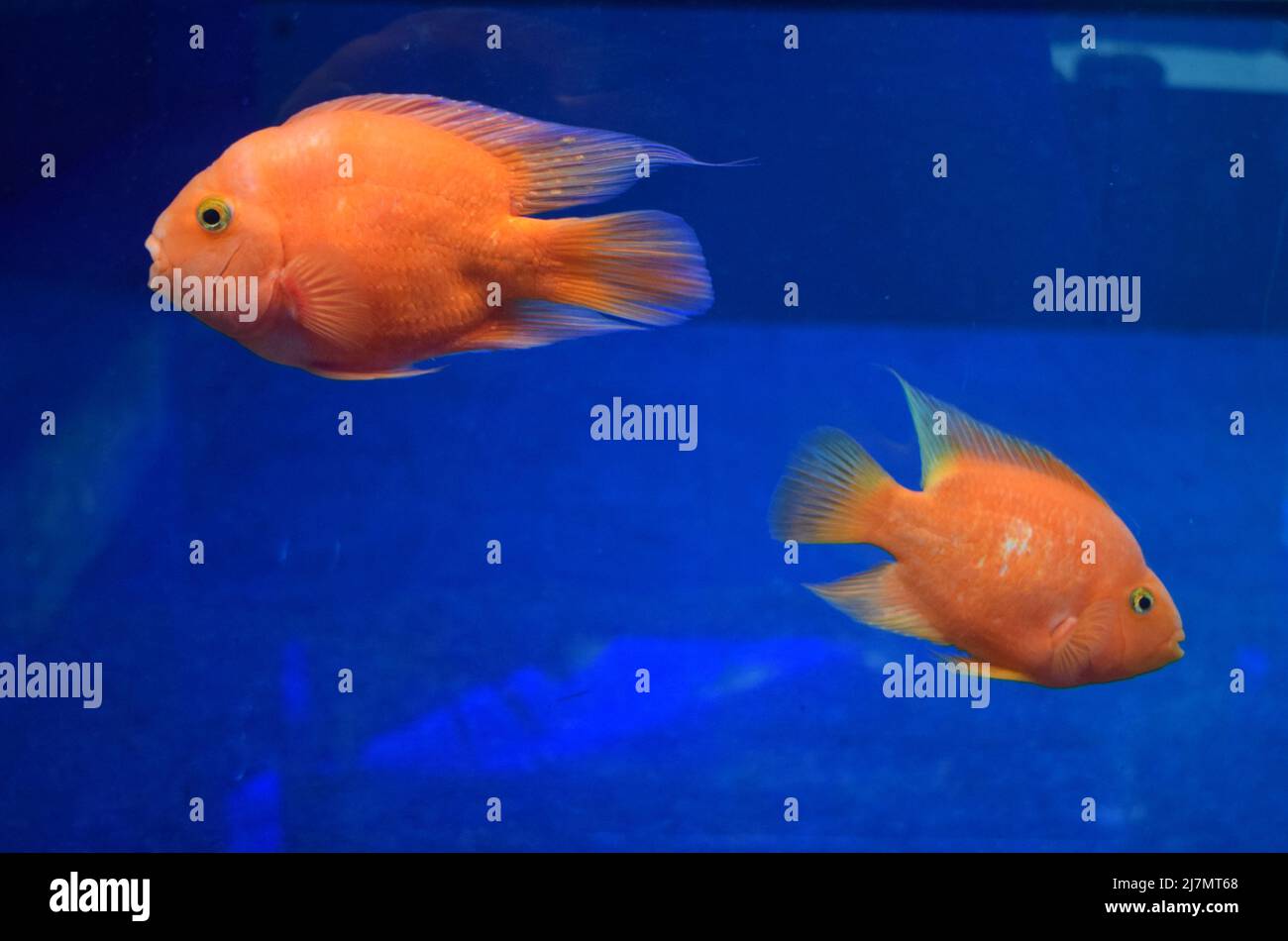 Red blood parrot cichlid are swimming in fish tank. it is a freshwater fish hybrid of the midas and the redhead cichlid. The Blood Parrot cichlid is a Stock Photo
