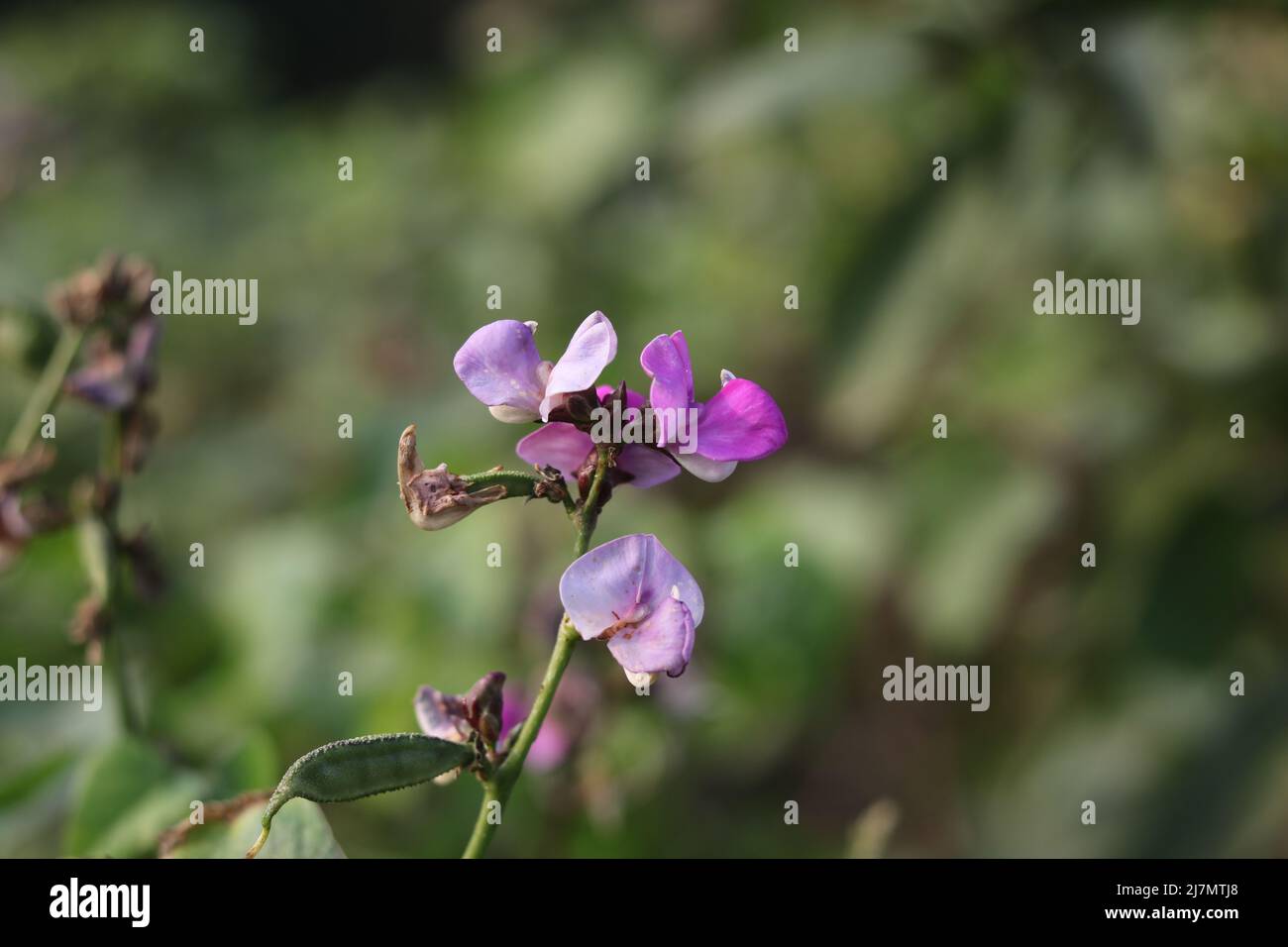 Young fresh bean long  Pink color flower in garden green leaves. Close up beautiful tree plant Vegetable flowers in the background. Stock Photo