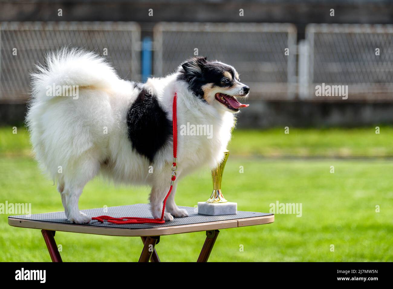 German Miniature Spitz at the dog show posing with his trophy. Stock Photo