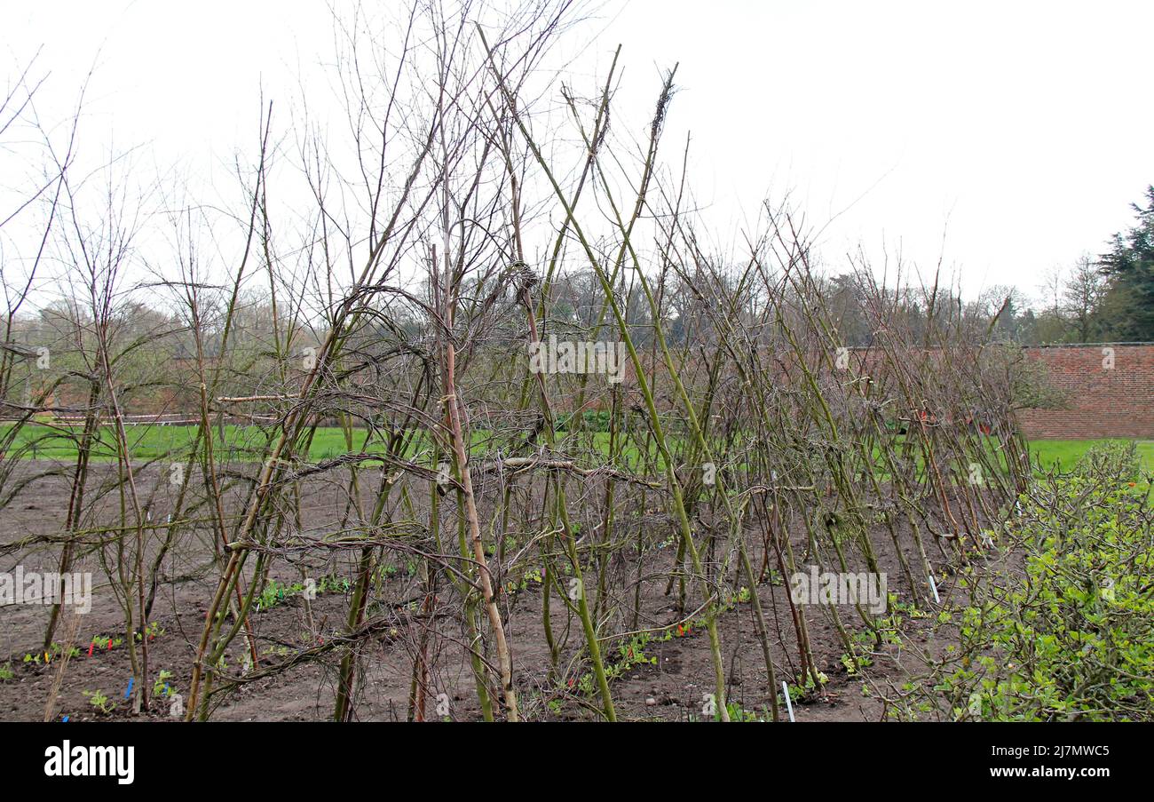 Wooden support for plants High Resolution Stock Photography and Images