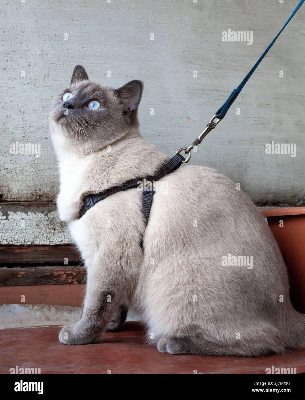 Grey cat in harness sitting on the balcony. Scottish straight ear cat on a leash. Stock Photo