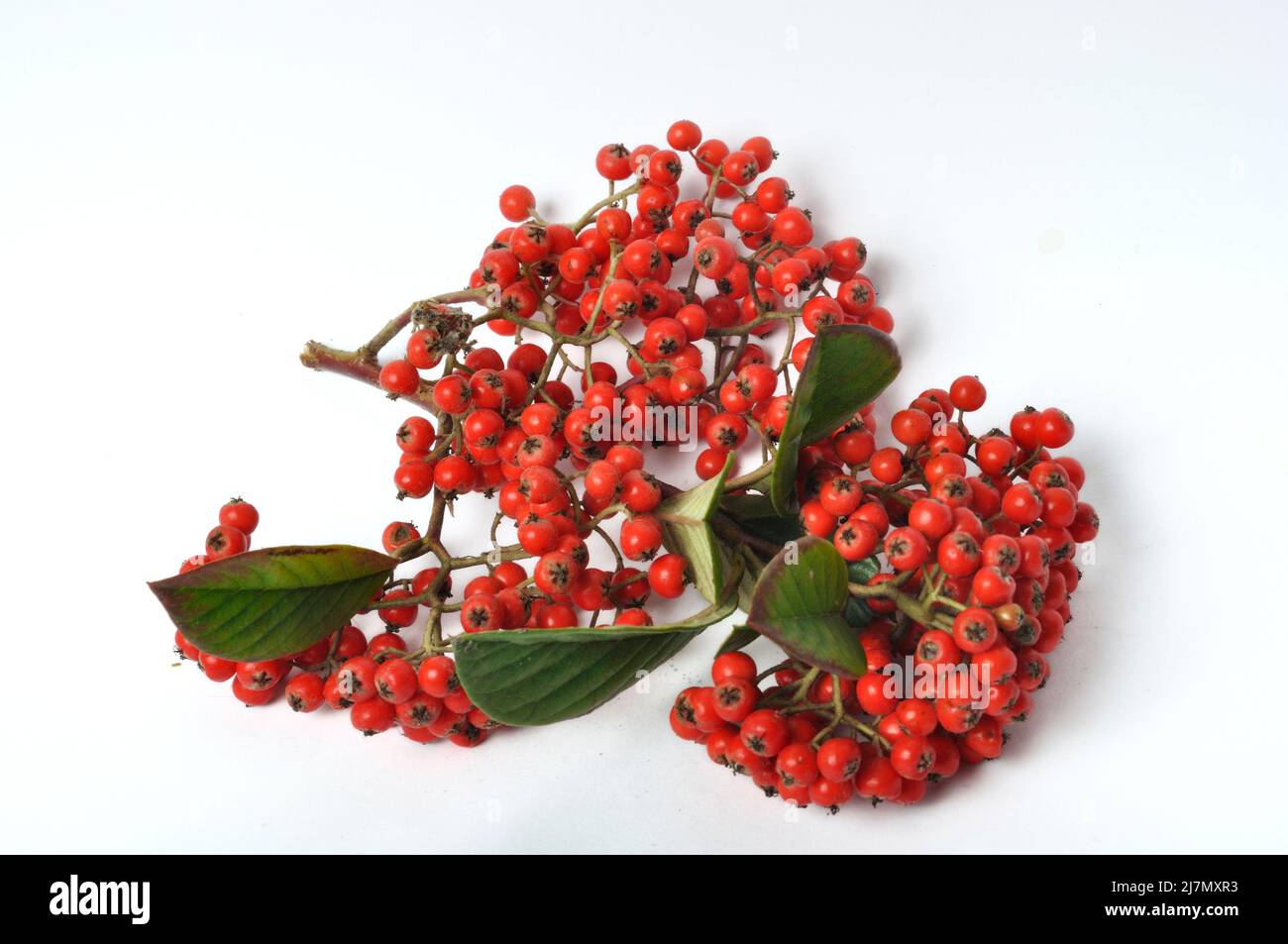 Cotoneaster fruit on a white background Stock Photo