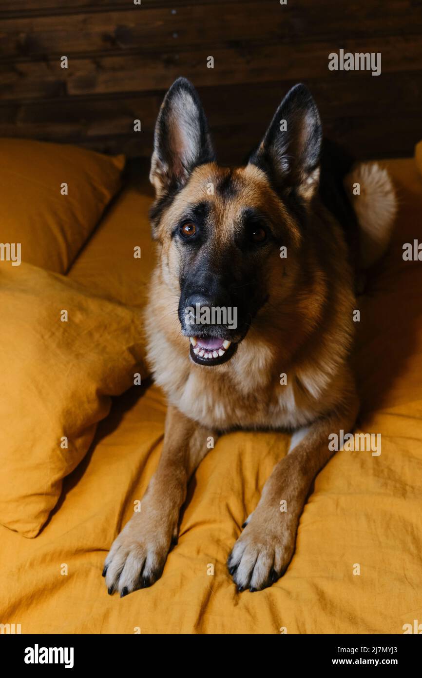 Happy German Shepherd is lying in bed on yellow bedding and smiling