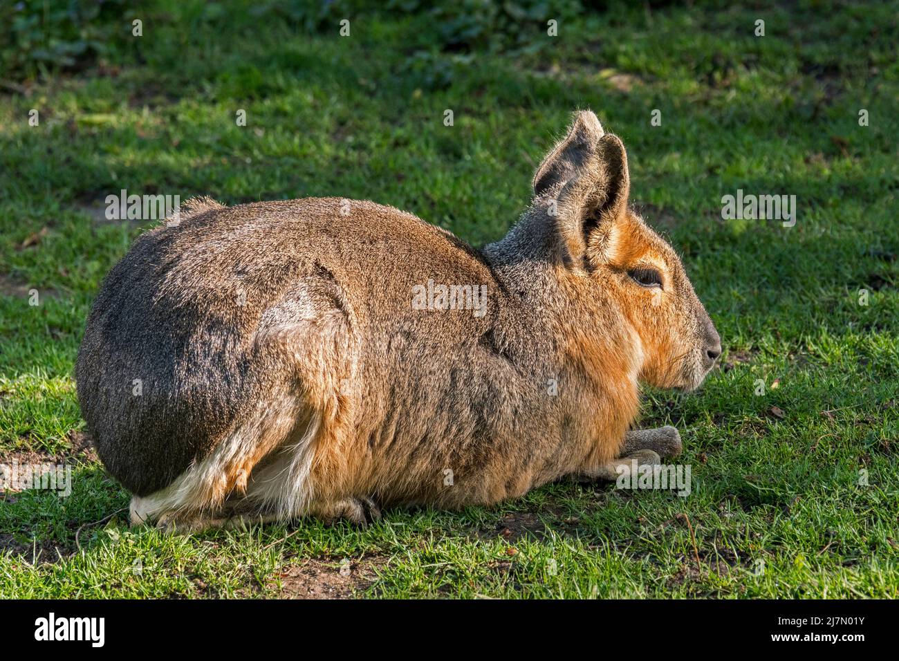 Patagonian mara / Patagonian cavy / Patagonian hare / dillaby (Dolichotis patagonum) native to Argentina, South America Stock Photo