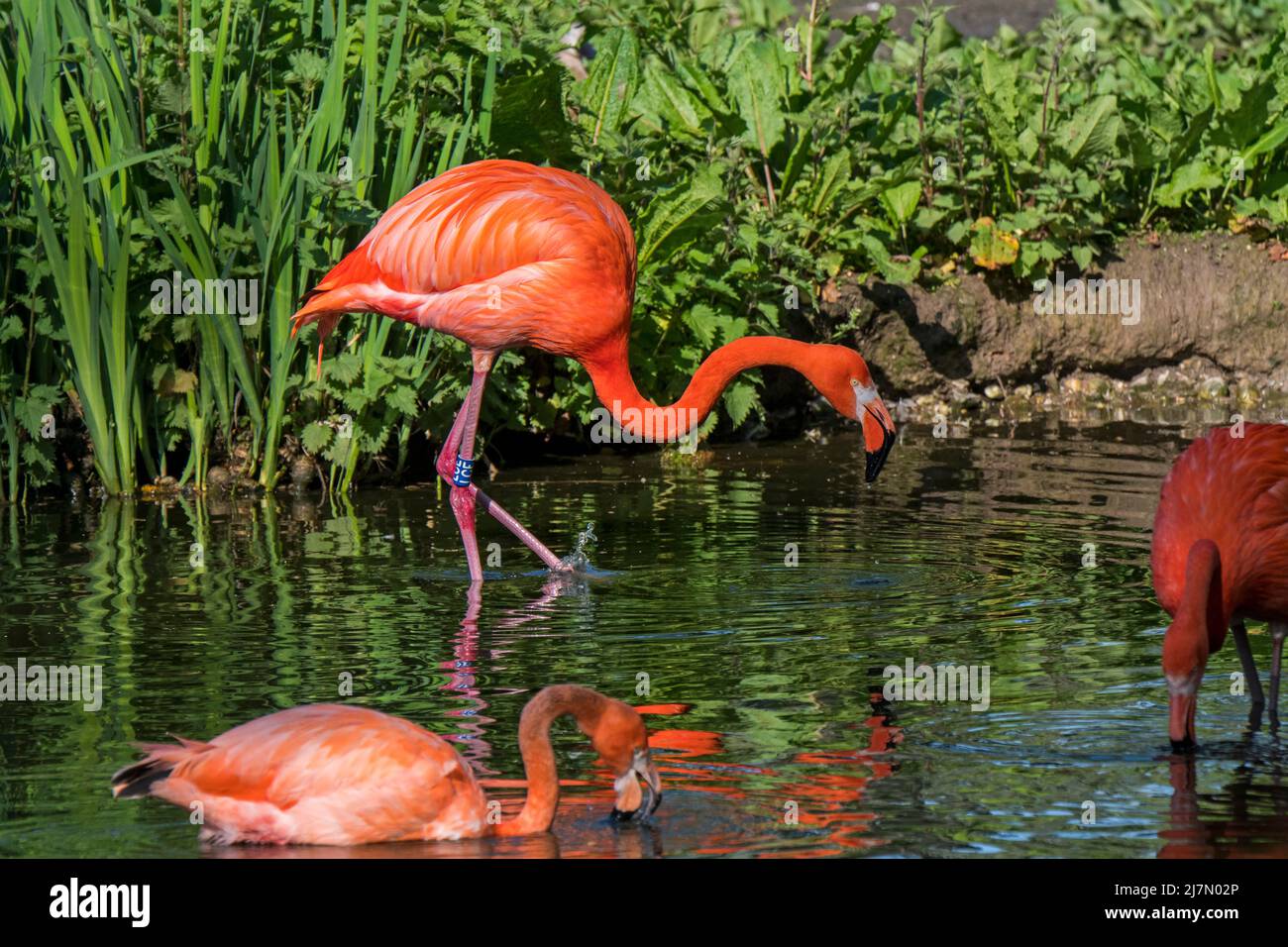 American flamingos / Cuban flamingos / Caribbean flamingos (Phoenicopterus ruber) foraging in pond in zoo Stock Photo