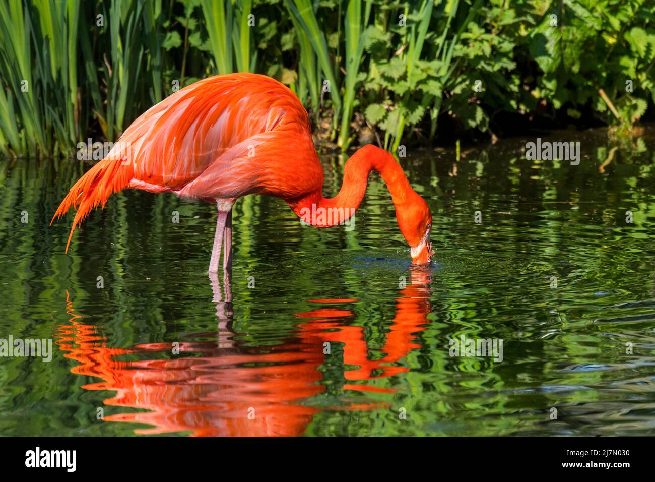 American flamingo / Cuban flamingo / Caribbean flamingo (Phoenicopterus ruber) foraging in pond by filtering the water in their large beak Stock Photo