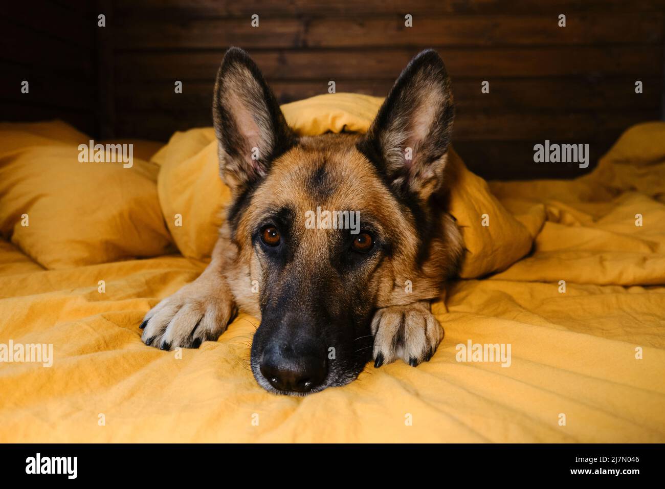 Concept animals live like humans. German Shepherd is lying on yellow bedding with head between front paws. Dog woken up at home in morning or getting Stock Photo Alamy