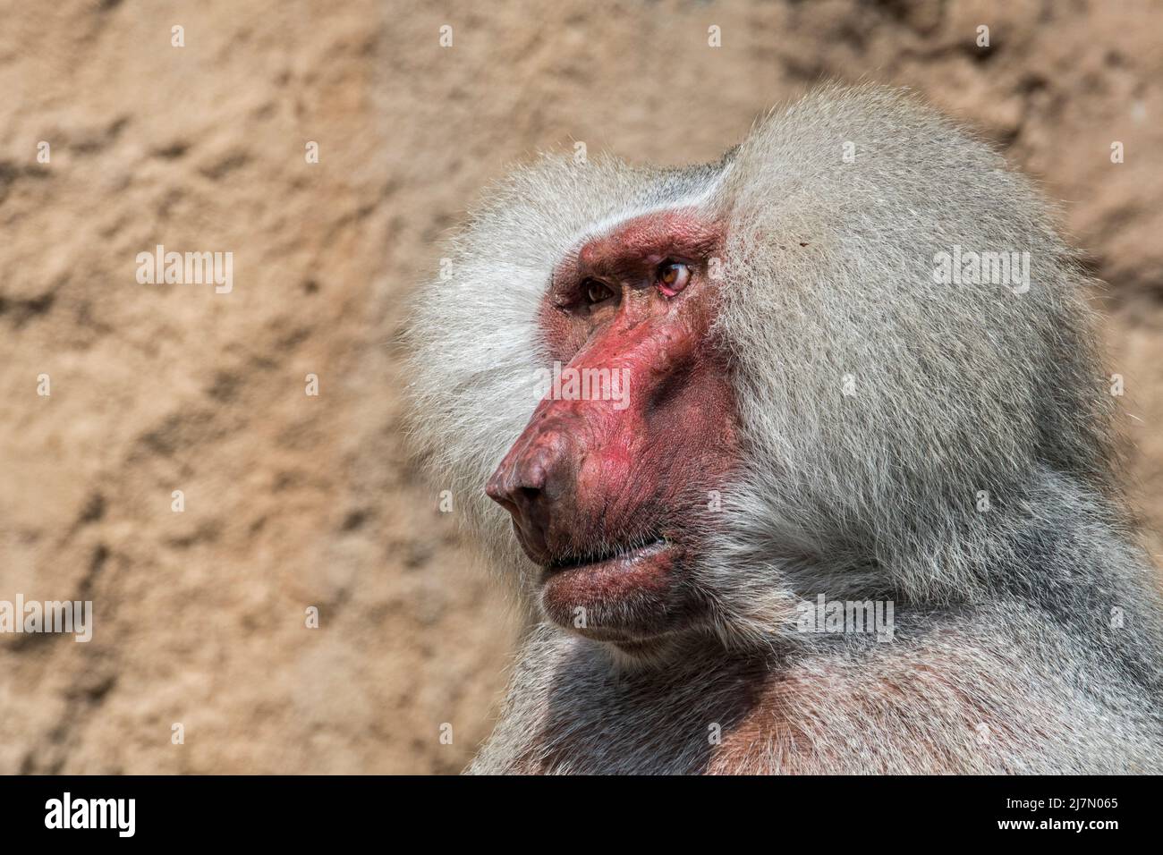 Hamadryas baboon (Papio hamadryas / Simia hamadryas) close-up portrait of male, native to the Horn of Africa Stock Photo