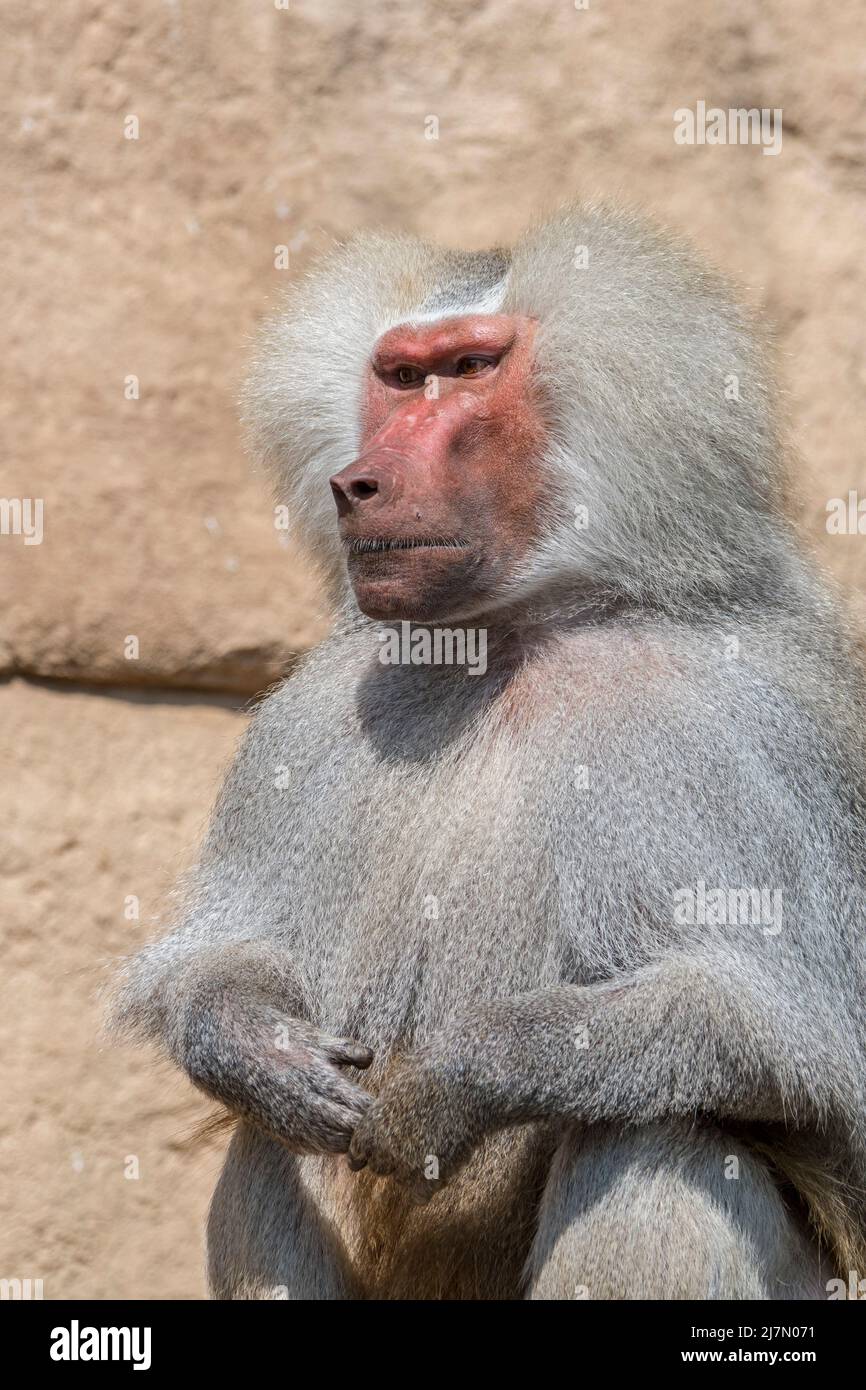 Hamadryas baboon (Papio hamadryas / Simia hamadryas) close-up portrait of male in zoo, native to the Horn of Africa Stock Photo