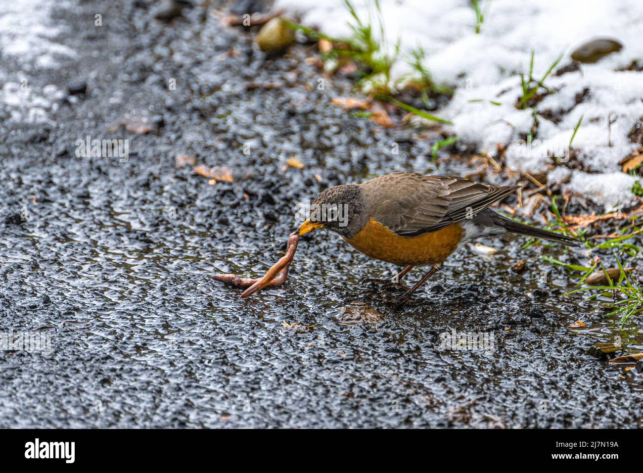 American robin (Turdus migratorius) Eating an Earthworm Stock Photo - Alamy