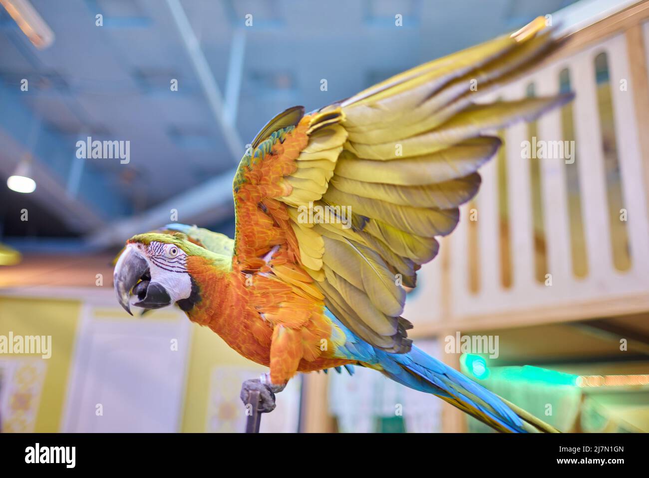 One big blue yellow macaw hi-res stock photography and images - Alamy