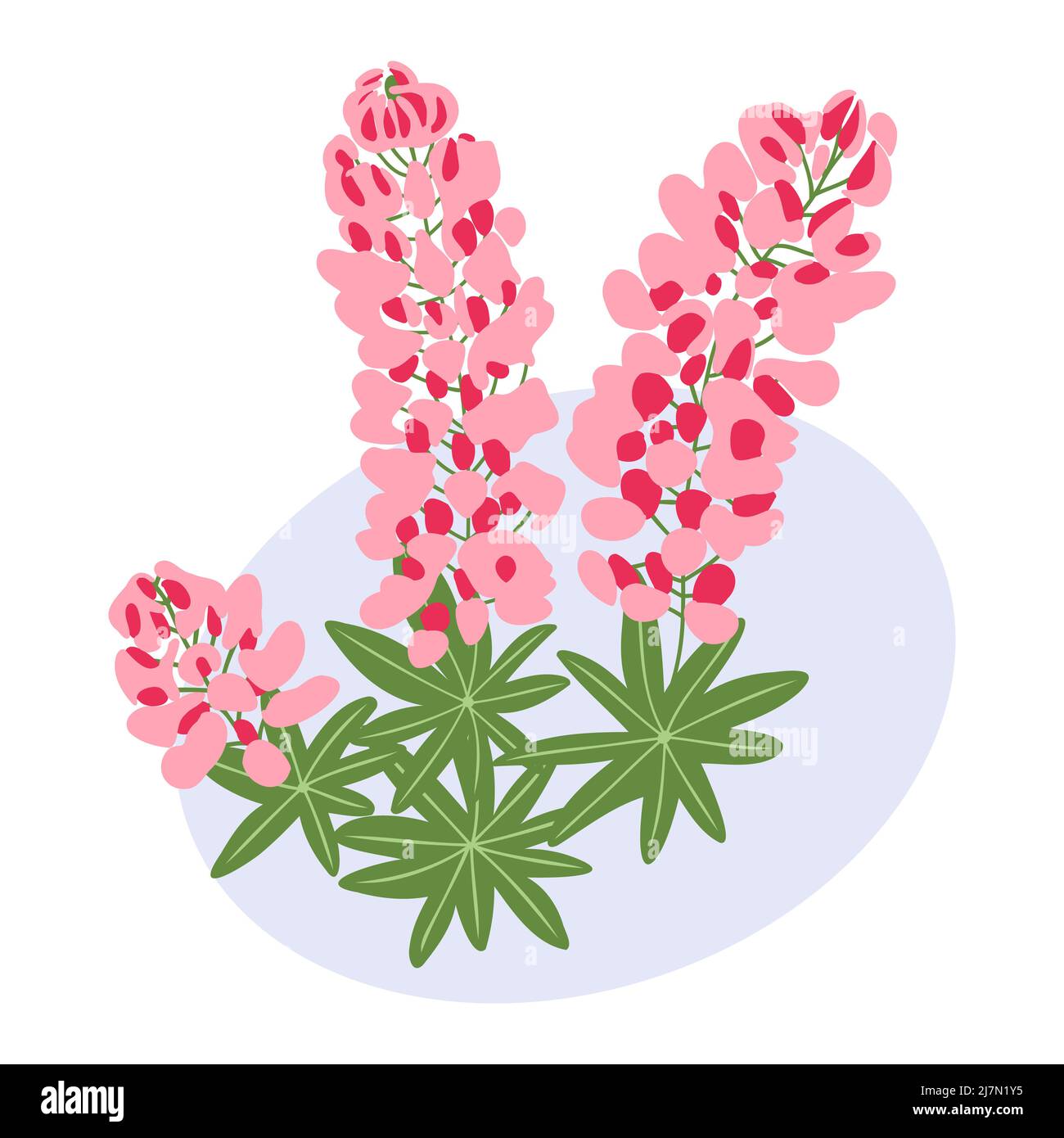 Pink lupine color flower and leaves flat simple abstract blossom flowers on spot background vector illustration Stock Vector
