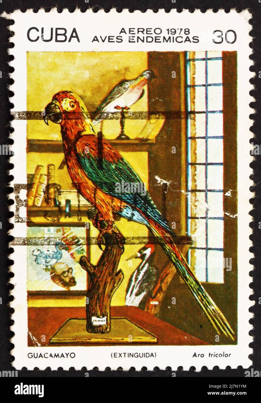 CUBA - CIRCA 1978: a stamp printed in the Cuba shows Ara Tricolor, Bird, circa 1978 Stock Photo
